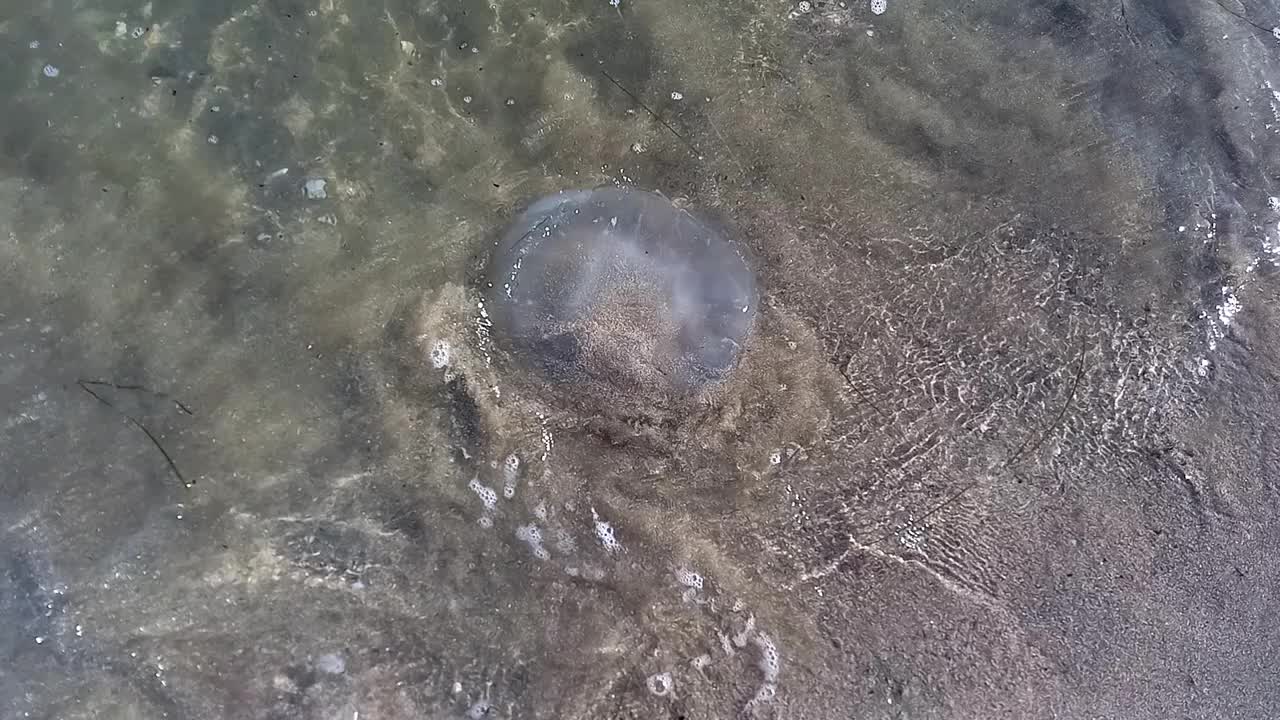 黑海沿岸巨大的水母。死水母，被风暴后的海浪冲到沙滩上。俯视图，特写。视频下载