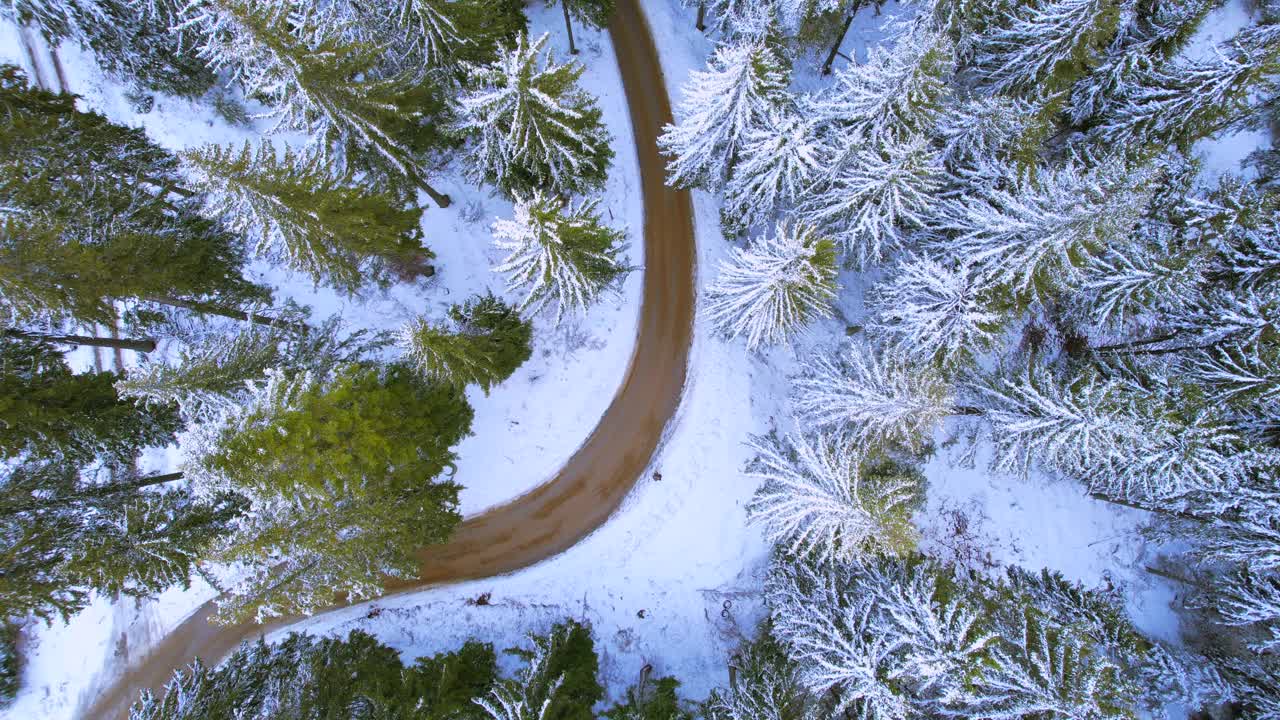 雪松林中弯弯曲曲的路视频素材