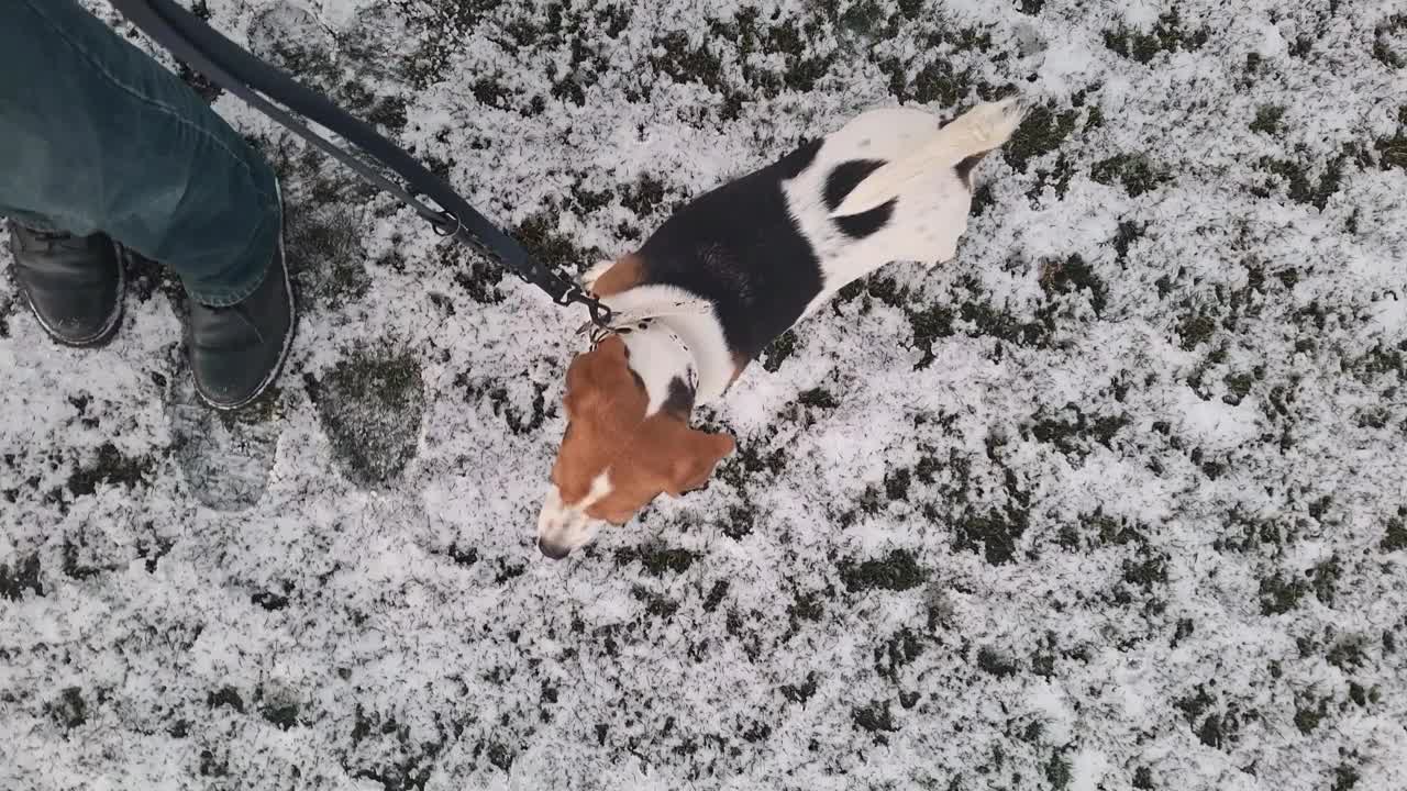 冬天散步的小猎犬。狗和主人在散步。一只听话而有耐心的狗的概念。视频素材