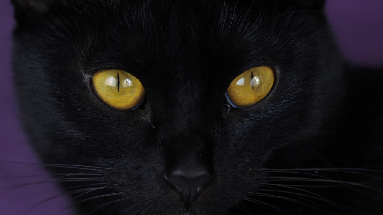 一只长着黄眼睛的成年黑猫的特写镜头。宠物。万圣节的象征是黑猫。黑猫造型视频素材