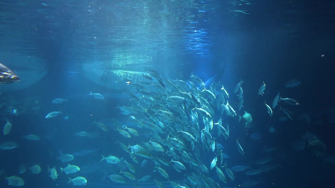 海洋生物的水下舞蹈视频素材