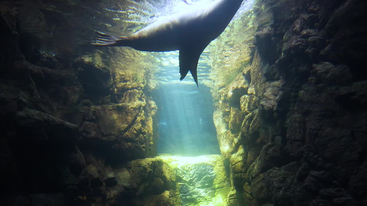 海豹在阳光下的水族馆游泳视频素材