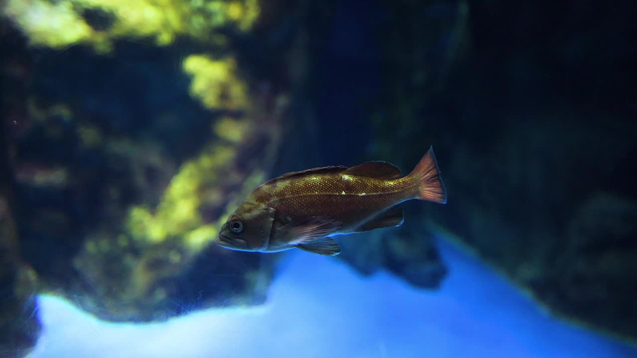 在水族栖息地游泳的鱼视频素材