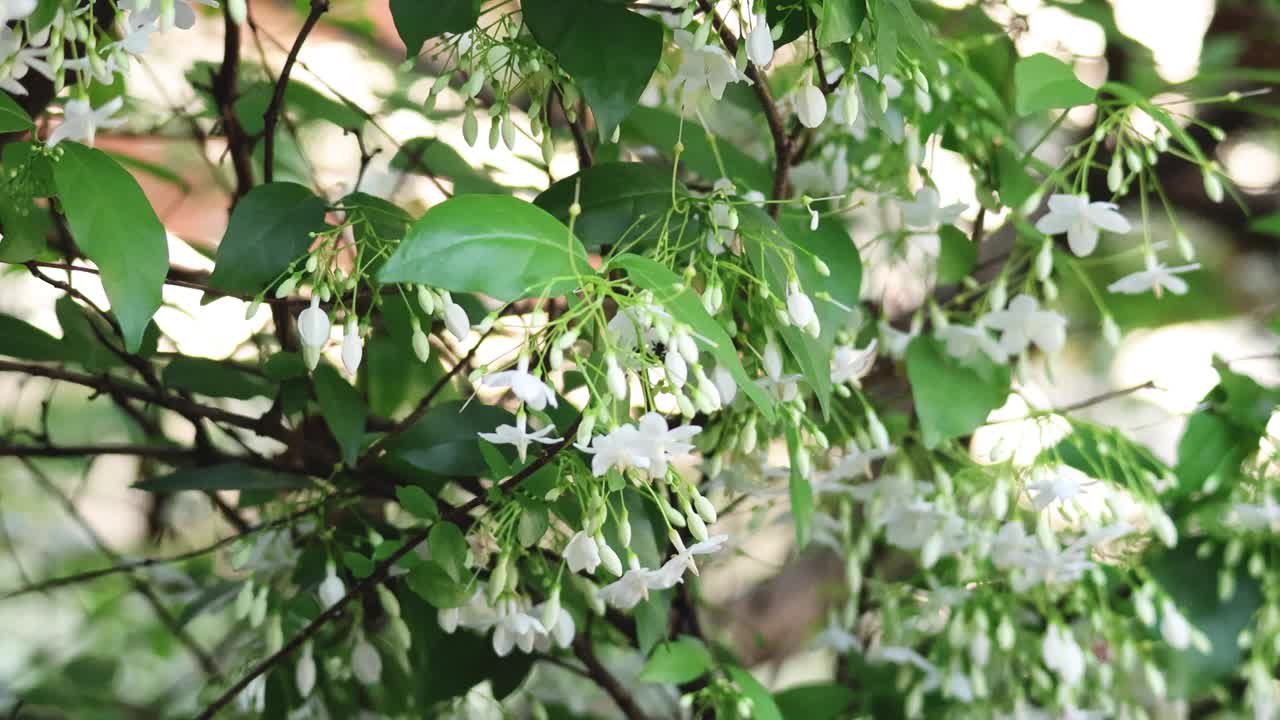 开花的树枝轻轻摇曳视频素材