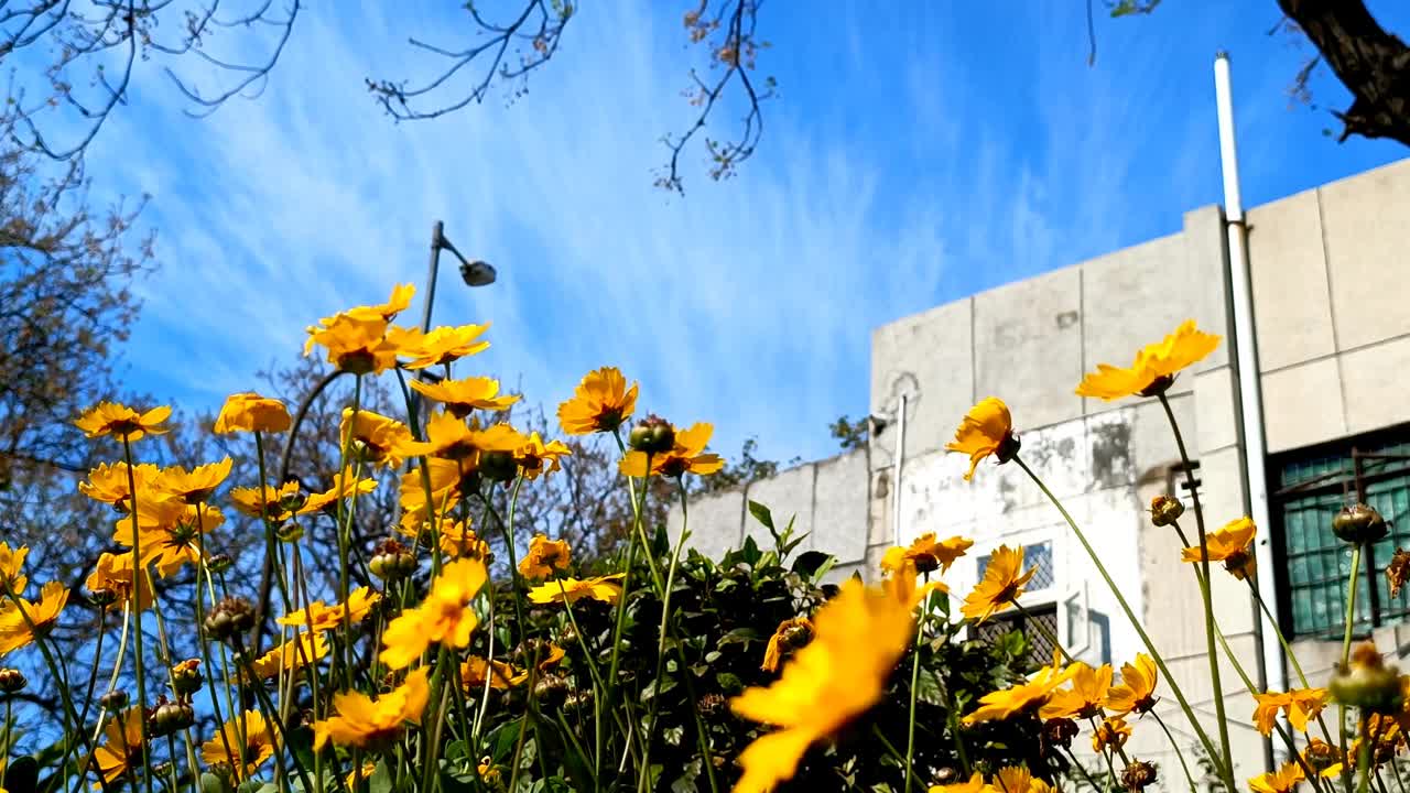 矛叶的小檗，黄色的花对天空的背景视频素材