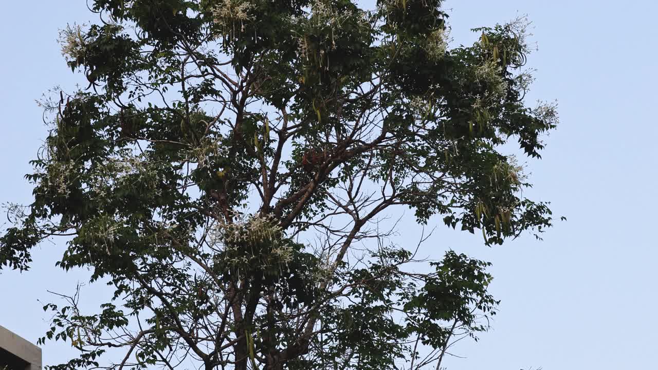 晴空下的树冠视频素材