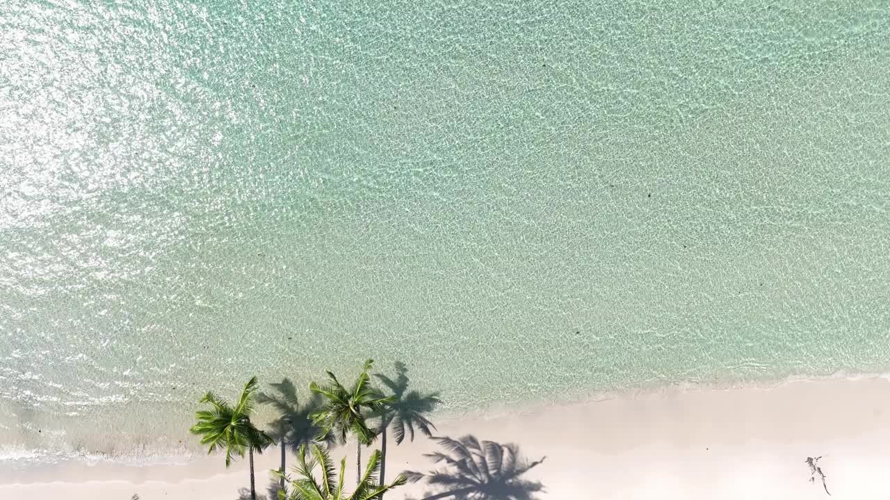 夏日棕榈树和热带海滩，蓝色的海滨背景视频素材