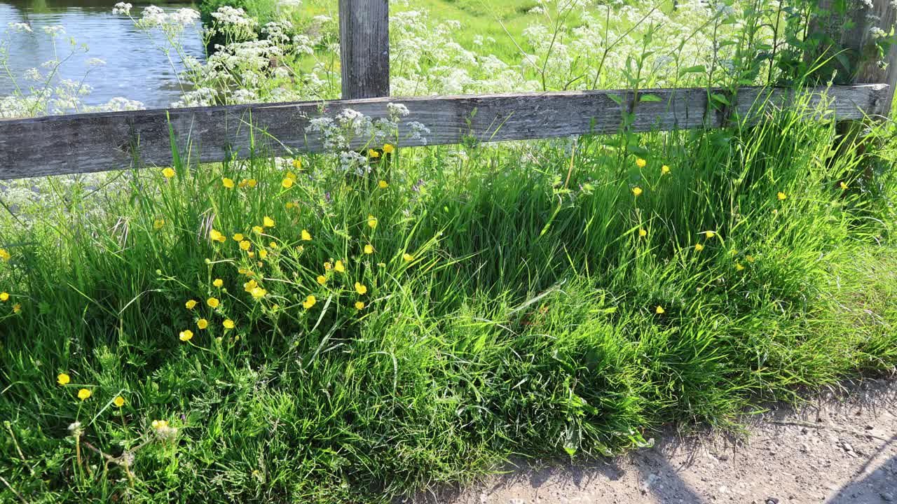 萨里乡村，英格兰，欧洲视频素材