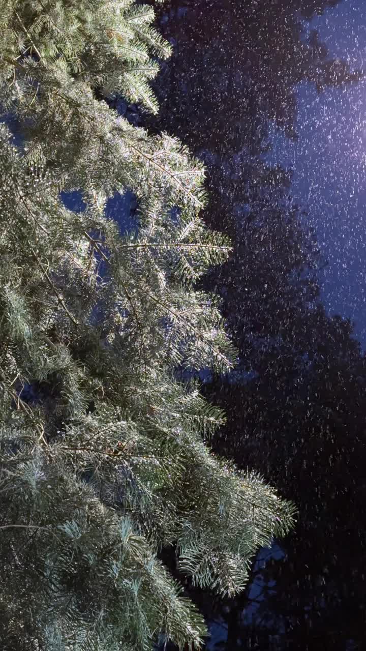 松树林夜下着雪视频素材