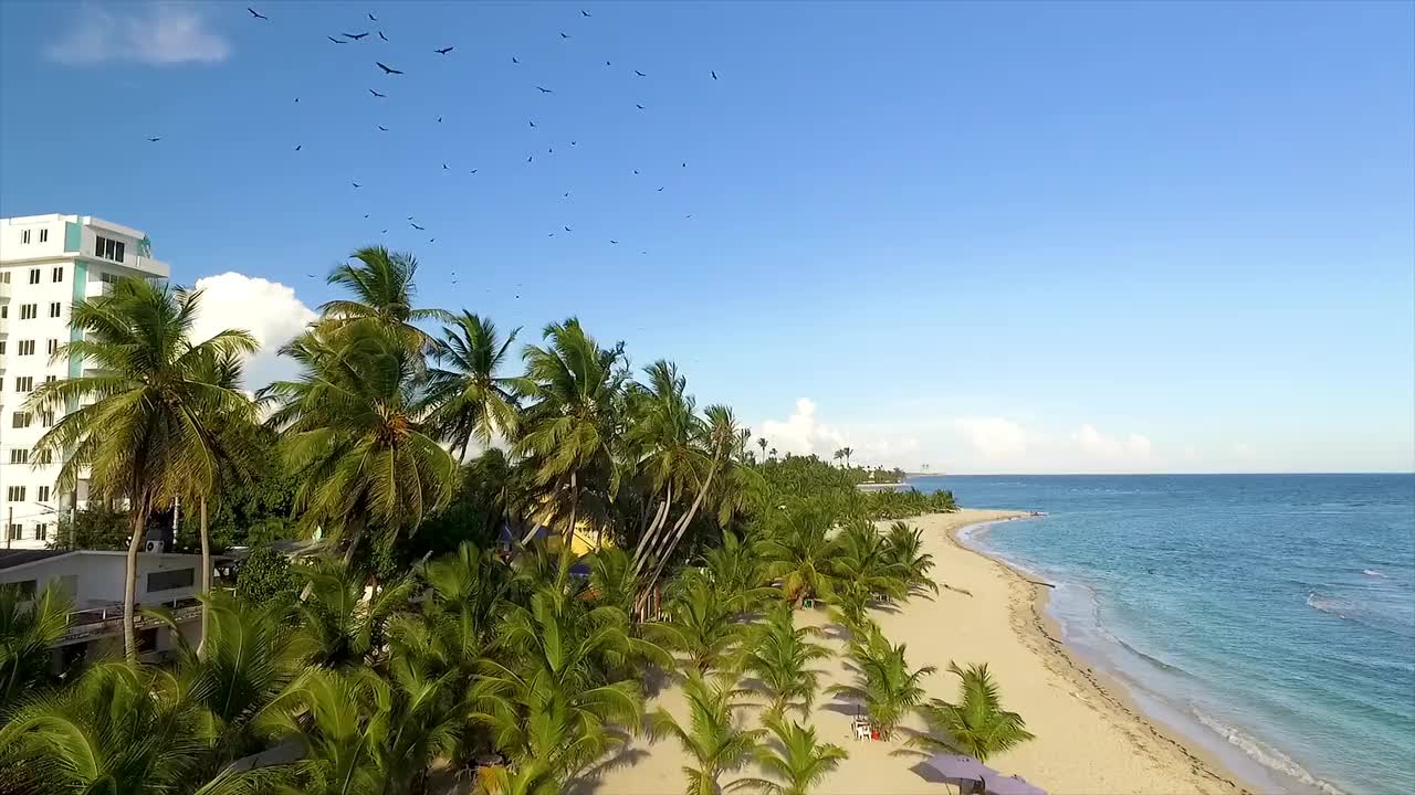 阳光明媚的迈阿密海滩景观，棕榈树，白色的沙滩，清澈的蓝色海水，鸟瞰，在美国视频素材