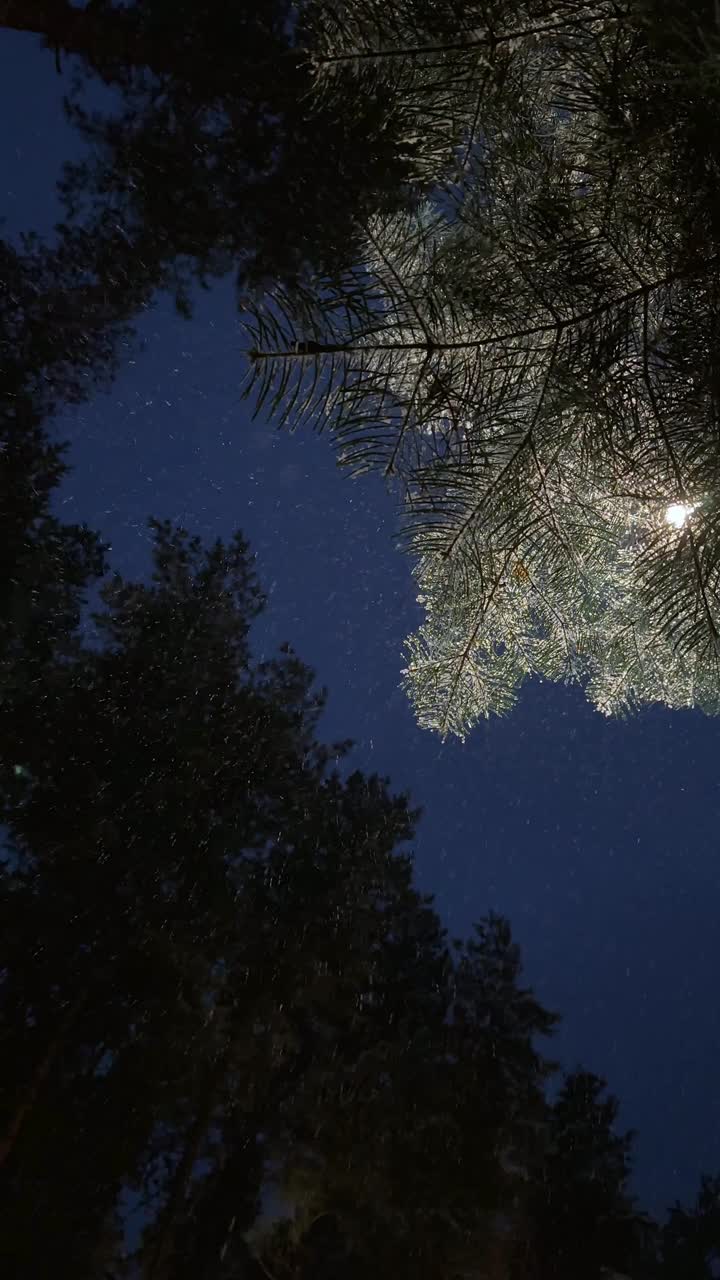 松树林夜下着雪视频素材