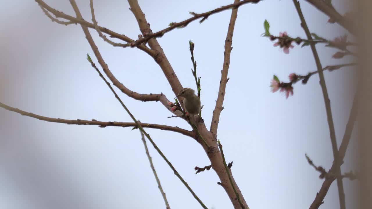 柳树莺视频素材