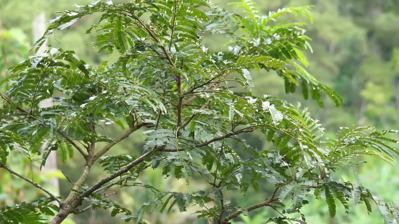 自然背景的佐藤叶(Parkia speciosa, Parkia speciosa, petai, pete, twisted cluster bean，臭豆)。佩泰是一种具有浓郁香气的外来水果，产于印度尼西亚。视频素材