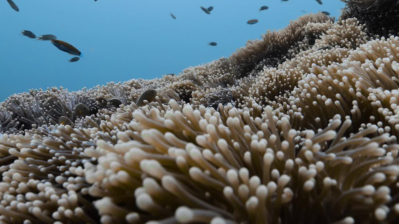 棕色海葵地毯覆盖着海底小丑鱼。视频素材