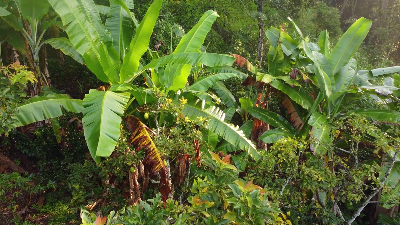 茂密的热带丛林森林动物群南美洲本土植物空中视频素材