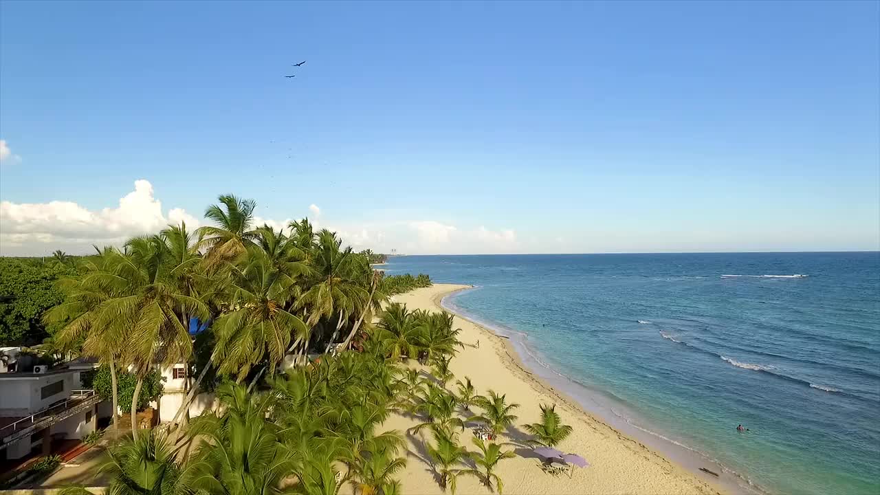 迈阿密海滩，棕榈树，湛蓝的天空，宁静的海水，鸟瞰，在美国视频素材