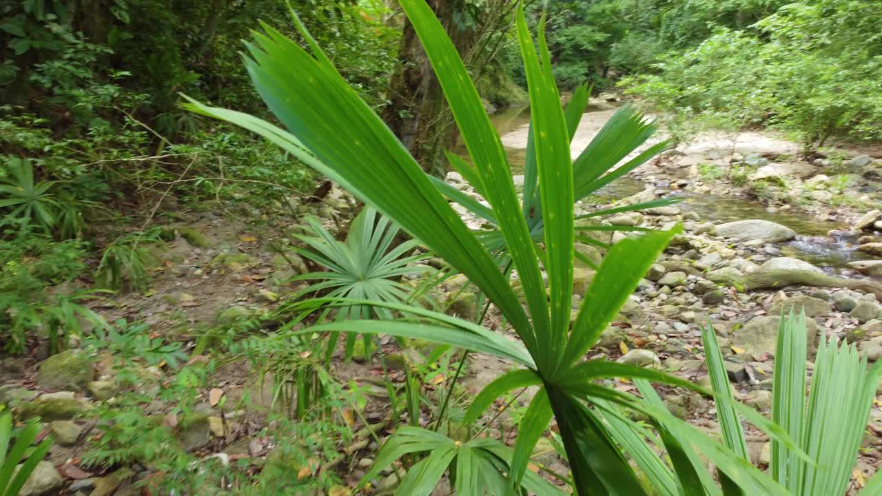 漫步在哥伦比亚圣玛尔塔的森林自然，树木小溪河流植被视频素材