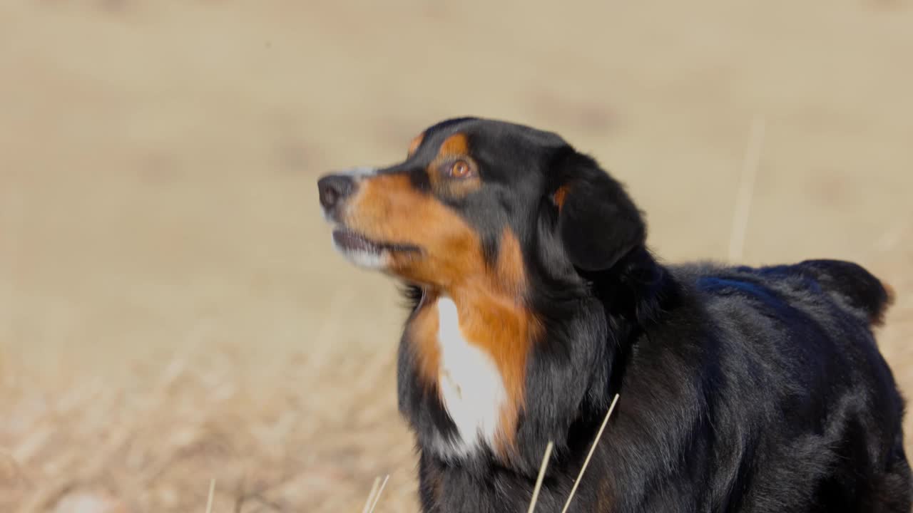 澳大利亚牧羊犬在户外的开放领域微笑的4k电影摄像机视频素材