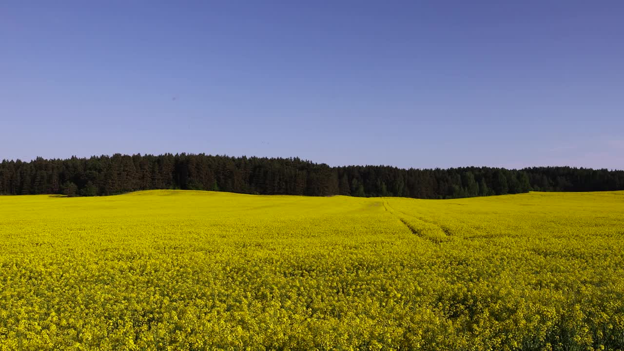 油菜地，油菜地春天开着黄色花的油菜地视频素材