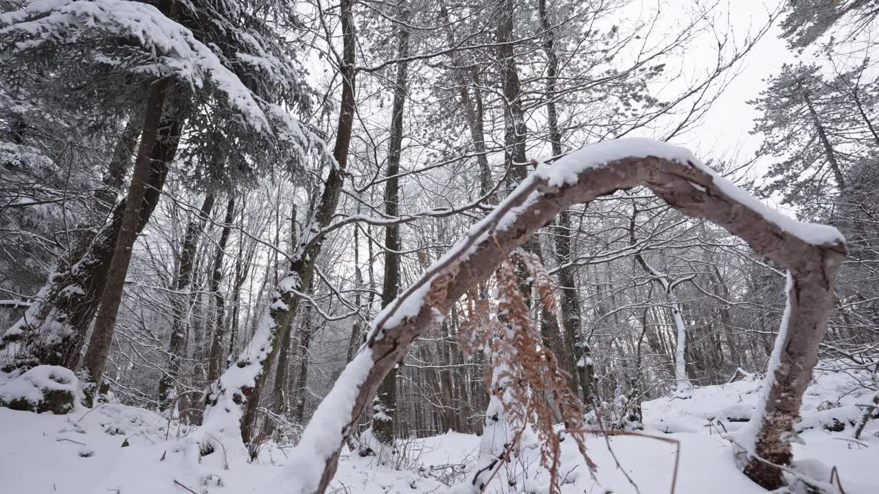 白雪覆盖的森林与弯曲的树干创造了一个拱门，冬天的场景，自然光视频素材