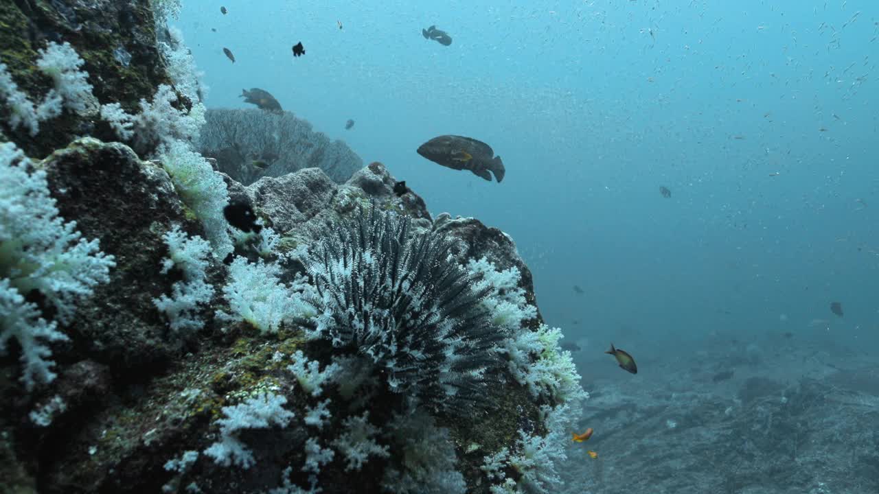 安达曼海精致的海景，黑白相间的礁石上有鱼。视频素材