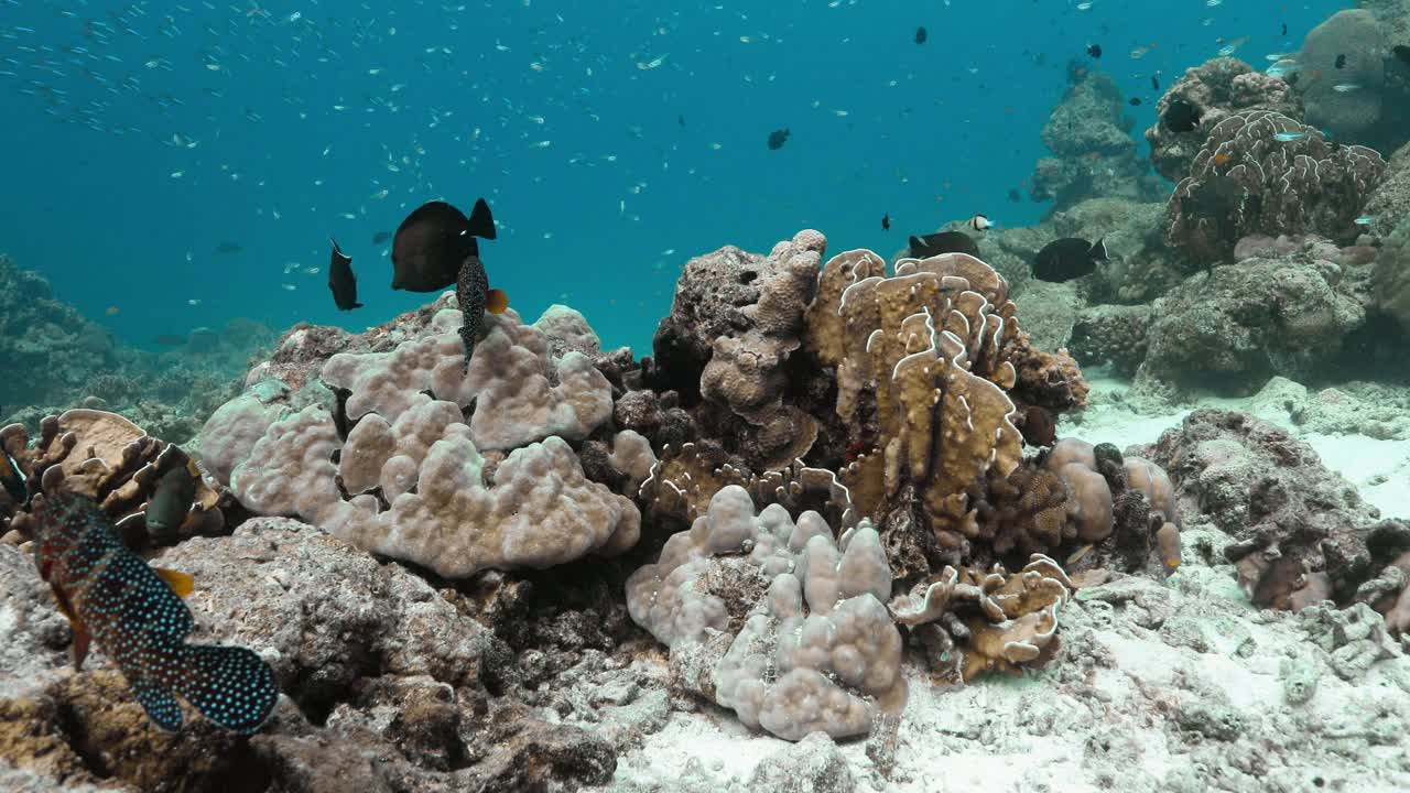 安达曼海丰富多彩的珊瑚和鱼类。视频素材