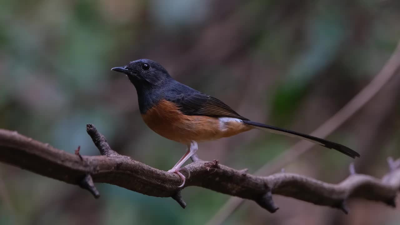 泰国，白色驼背的Shama Copsychus malabaricus，栖息在弯曲的藤蔓上向上看，然后向下看，相机将镜头拉近视频素材