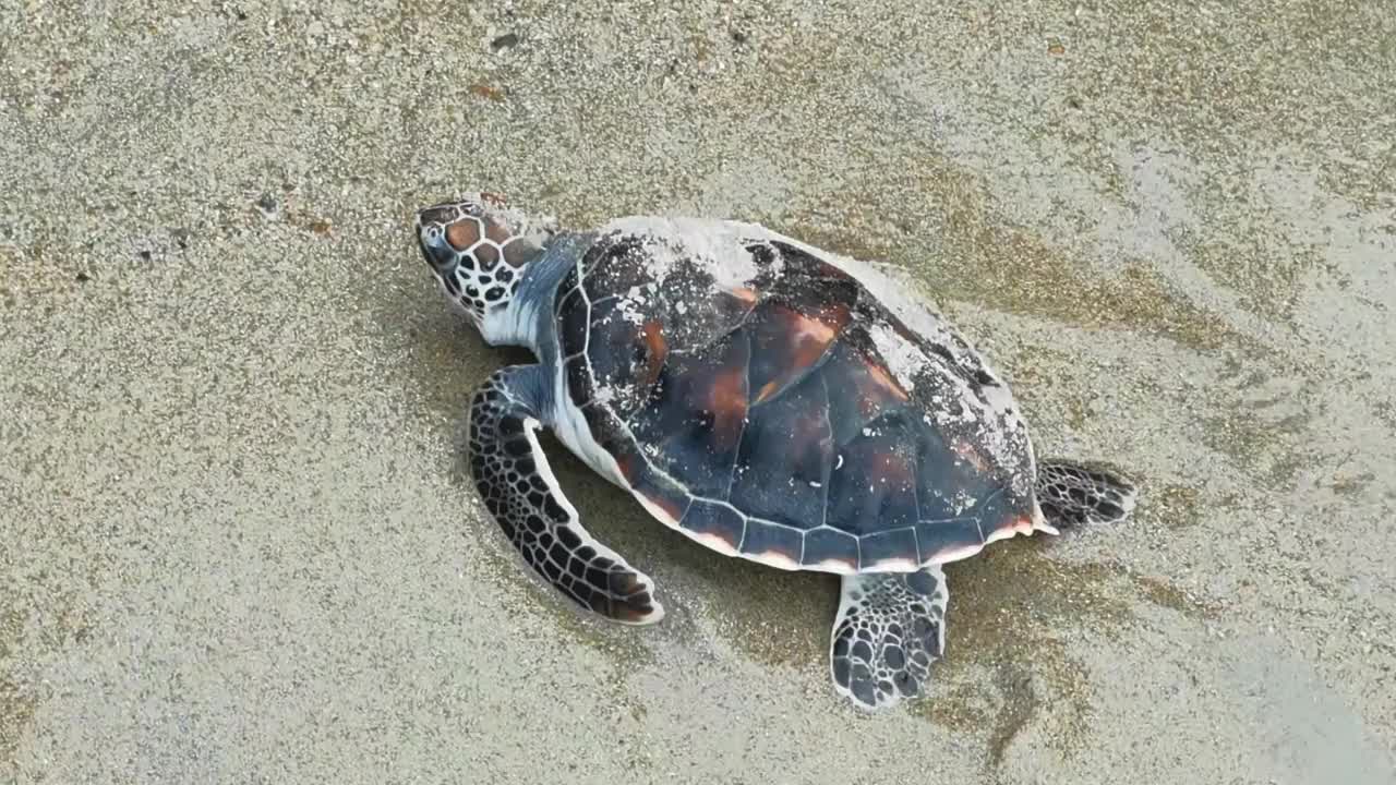 动物和野生动物视频下载