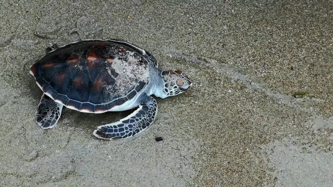 动物和野生动物视频素材