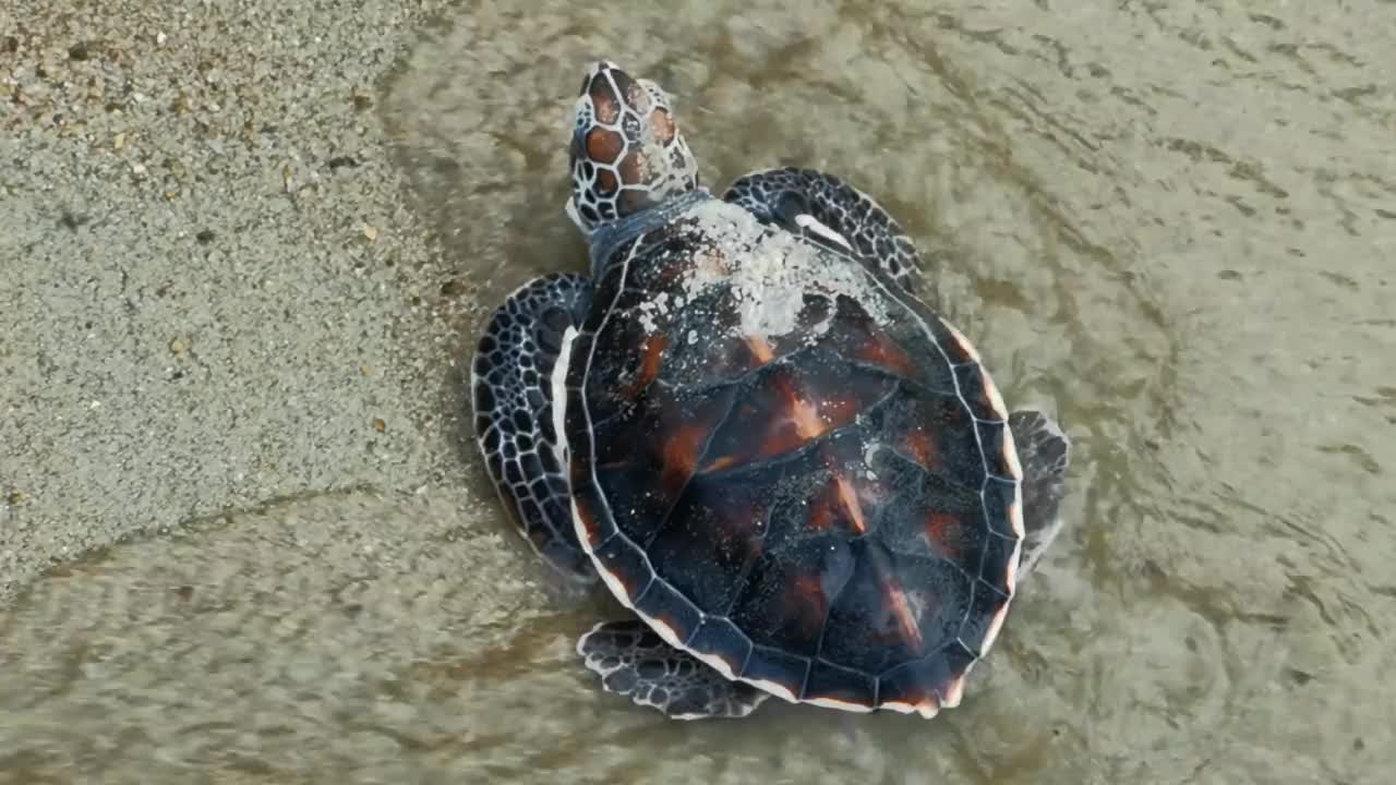 动物和野生动物视频素材