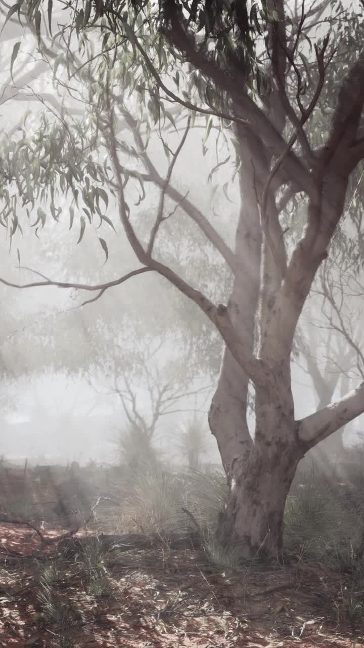 一片有茂密树叶和高大树木的雾蒙蒙的森林视频素材