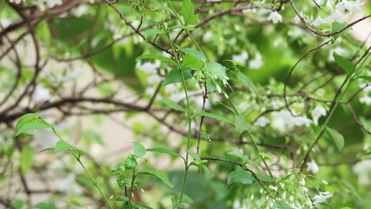 开花的树枝摇曳视频素材