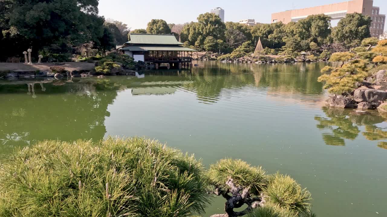 郁郁葱葱的花园中的宁静池塘视频素材