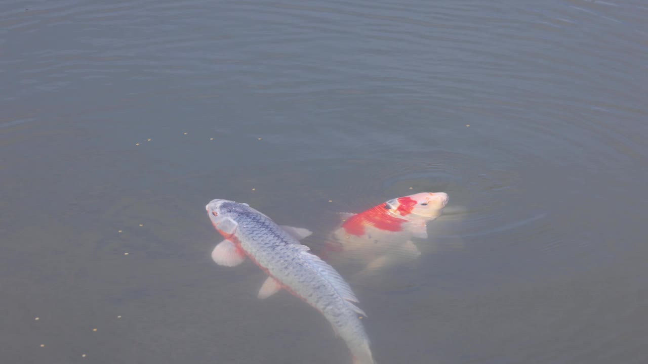 锦鲤在池塘里游泳视频素材