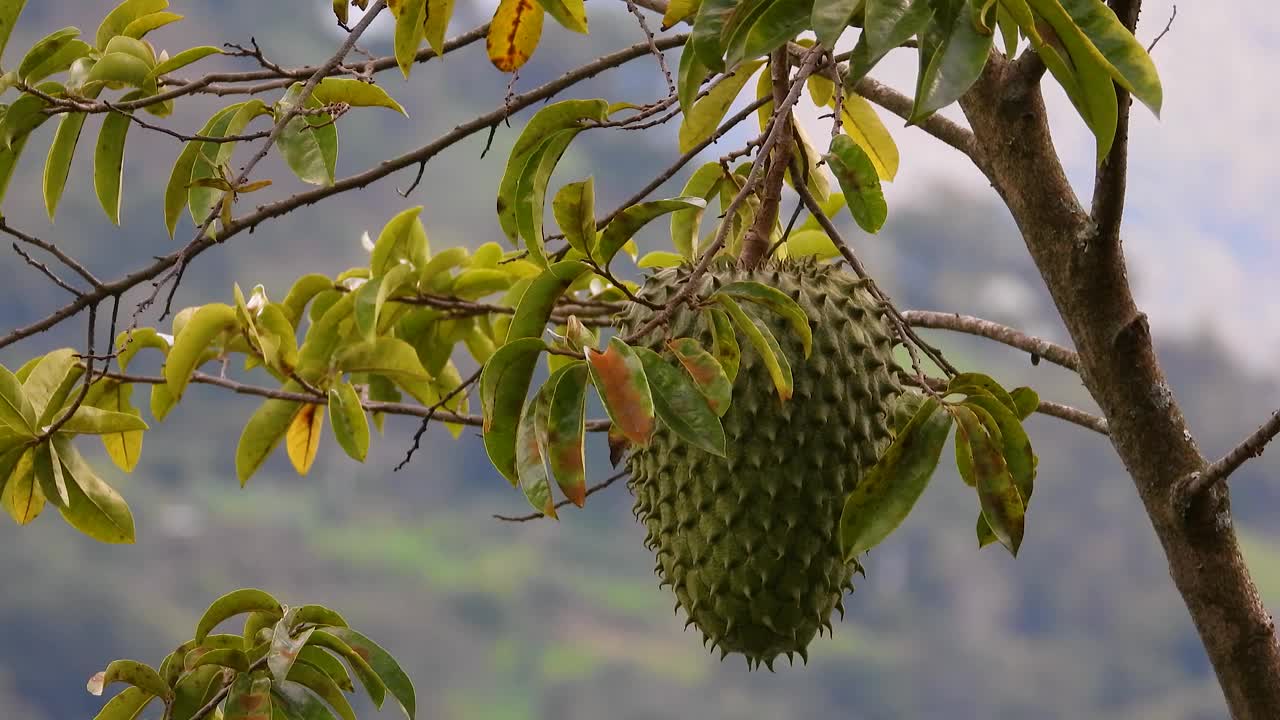 藏红花雀迅速降落在瓜纳巴纳果树的树枝与雌性蓝灰Tanager视频素材