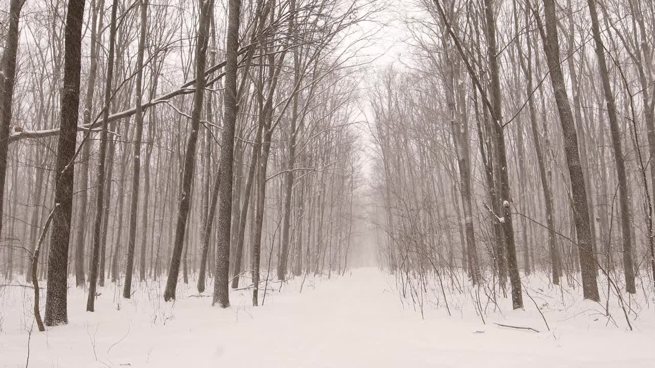 森林仙境:飘雪中的宁静视频素材
