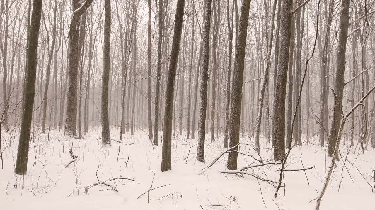 大自然的芭蕾舞:雪花在树林中翩翩起舞视频下载