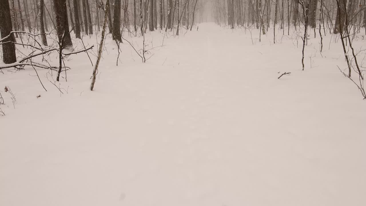 被雪包围的寂静:雪毯下的宁静森林视频素材