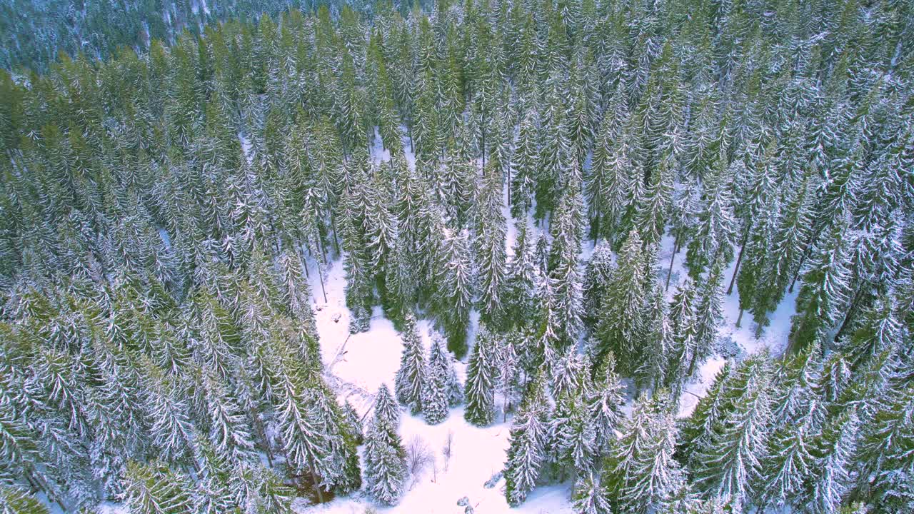 雪顶松木视频素材