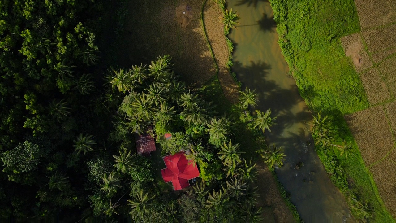 郁郁葱葱的薄荷岛景观，河流和棕榈树，阳光斑驳，鸟瞰图视频素材