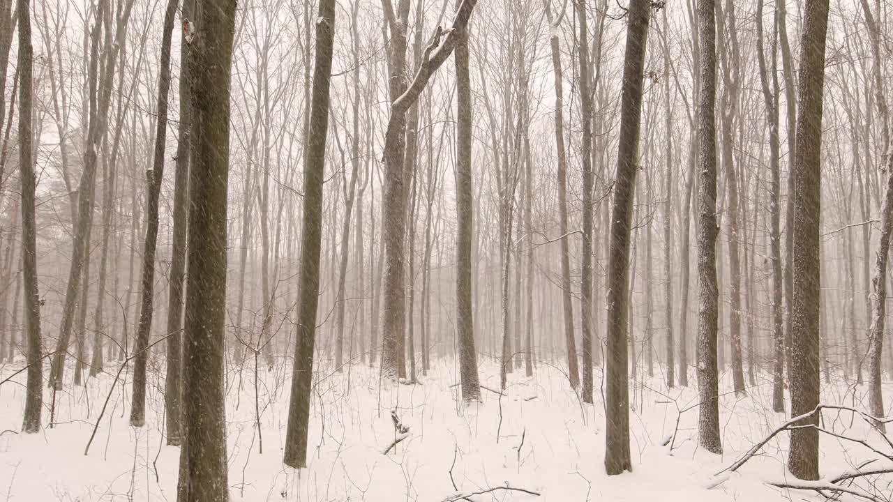 雪花交响曲:飘落雪花中大自然的旋律视频素材