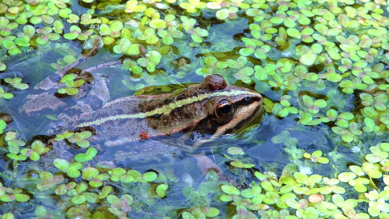 沼泽蛙(Pelophylax ridibundus)，蛙在水中浮萍之间视频素材