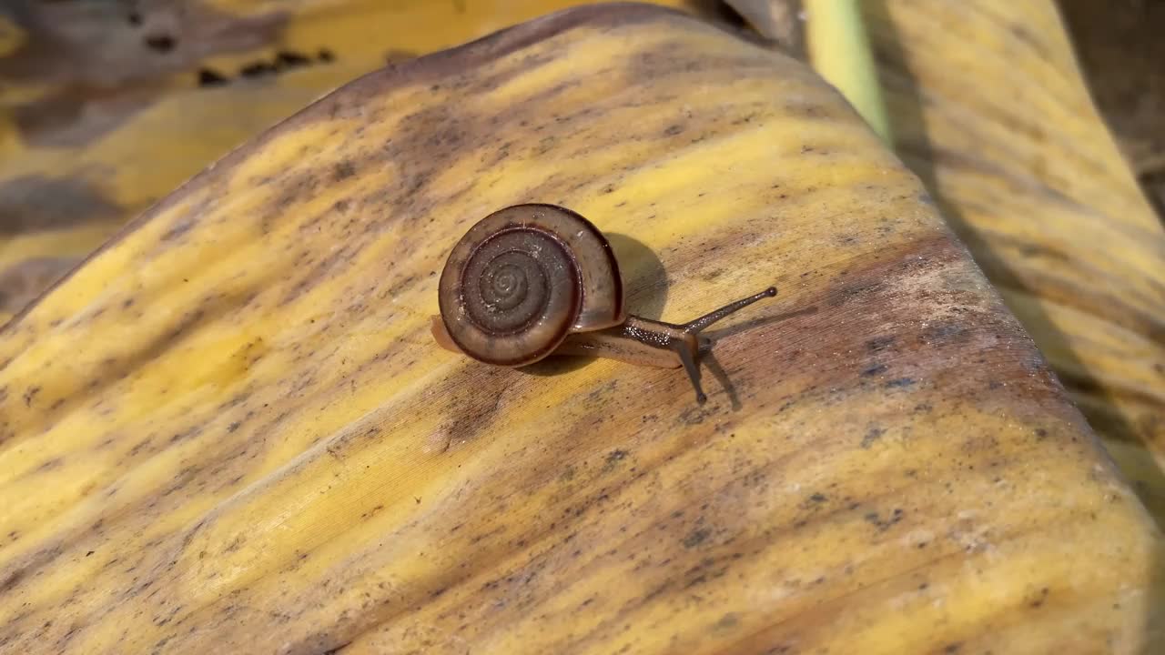 亚洲流浪蜗牛。一只蜗牛在香蕉叶上缓慢爬行视频素材