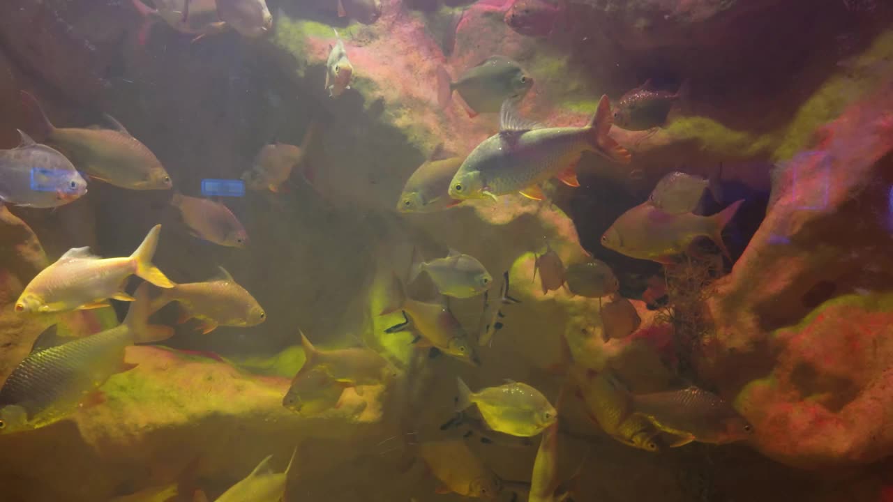 水族馆里美丽的热带鱼视频素材