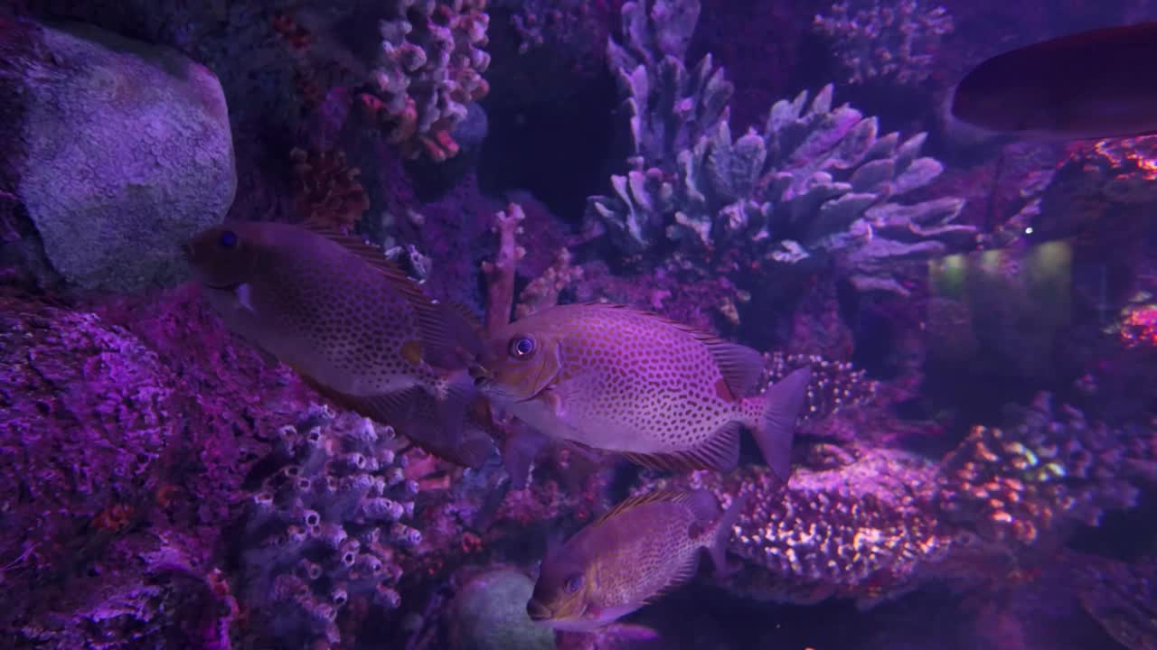 水族馆里美丽的热带鱼视频素材