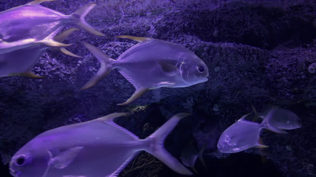 水族馆里美丽的热带鱼视频素材