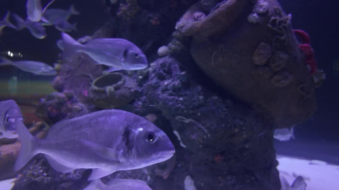 水族馆里美丽的热带鱼视频素材