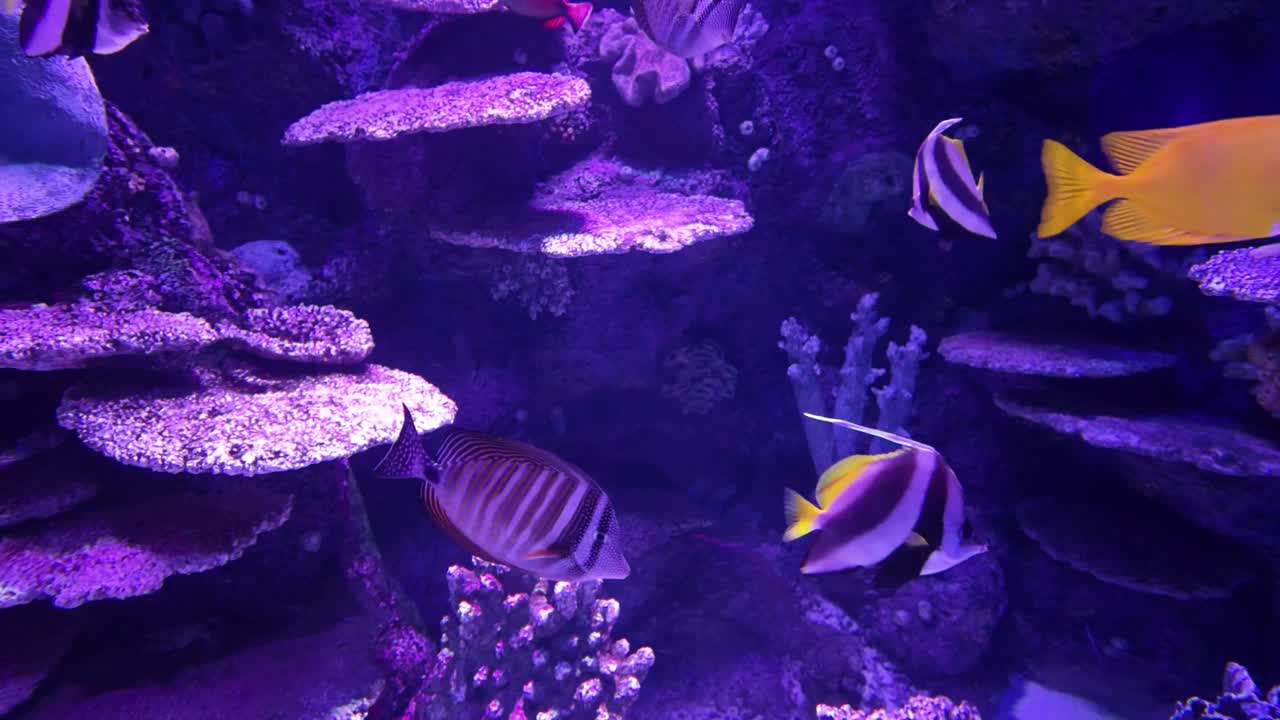 水族馆里美丽的热带鱼视频素材