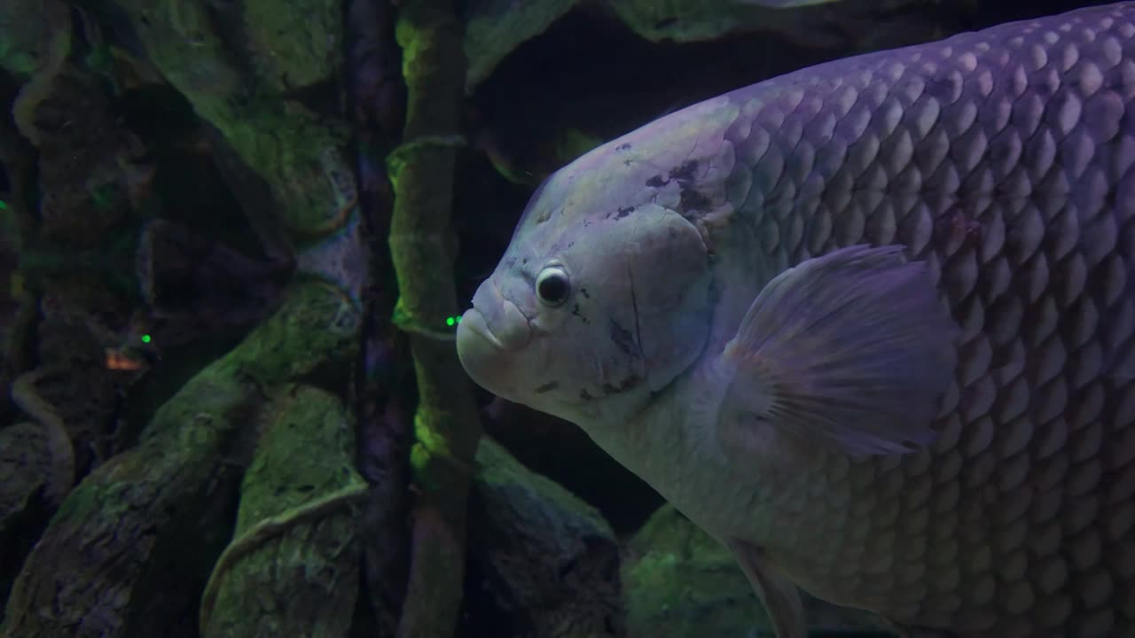 水族馆里美丽的热带鱼视频素材