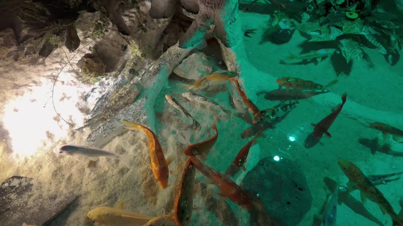 水族馆里漂亮的金鱼视频素材